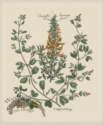 Besler 262 Colored  B2